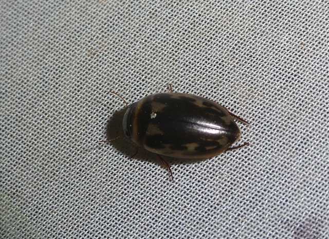 Platambus maculatus - tarka csíkbogár