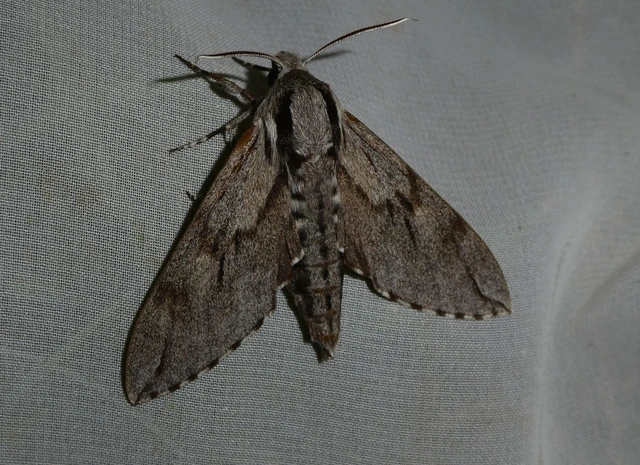 Hyloicus pinastri - fenyőszender