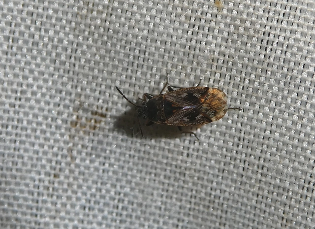 Sphragisticus nebulosus - foltos bodobács