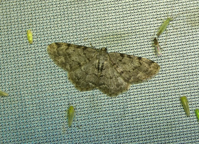 Aethalura punctulata - szürke égeraraszoló