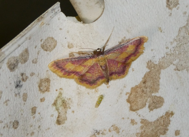 Idaea muricata - mocsári pirosaraszoló