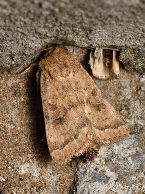 Hoplodrina octogenaria - barna selymesbagoly