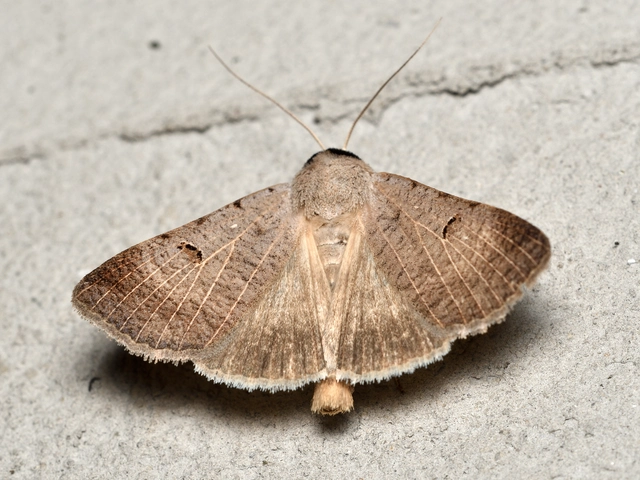 Lygephila craccae - gyakori csüdfűbagoly