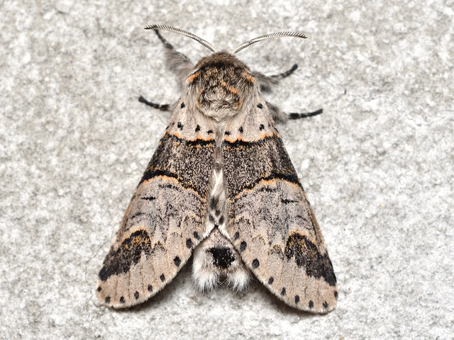 Furcula furcula - szürke púposszövő
