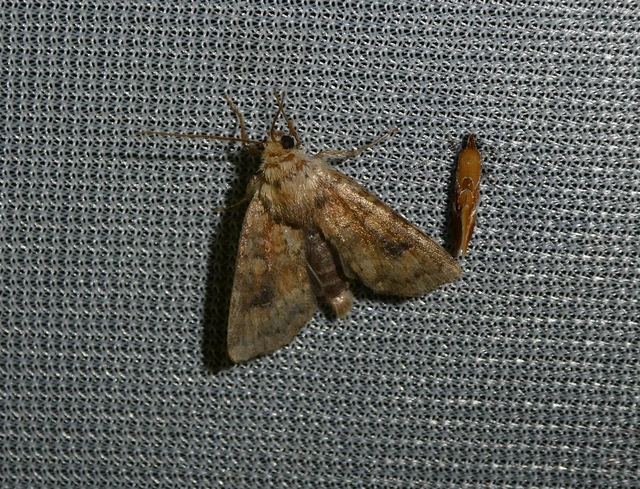 Atypha pulmonaris - tüdőfű-levélbagoly