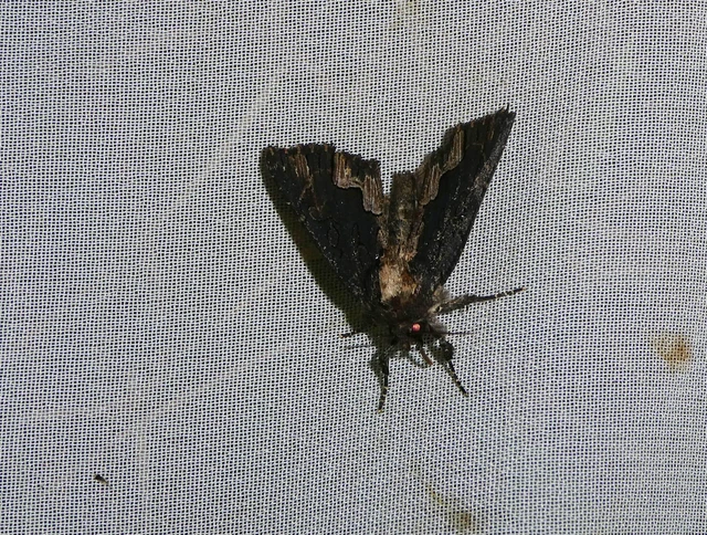 Dypterygia scabriuscula - szurokbarna nyáribagoly
