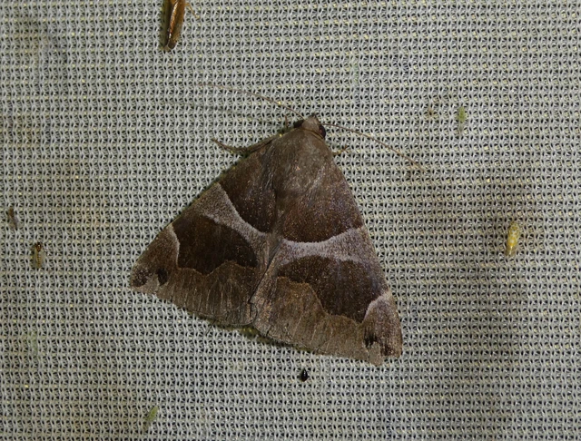 Dysgonia algira - déli porcelánbagoly