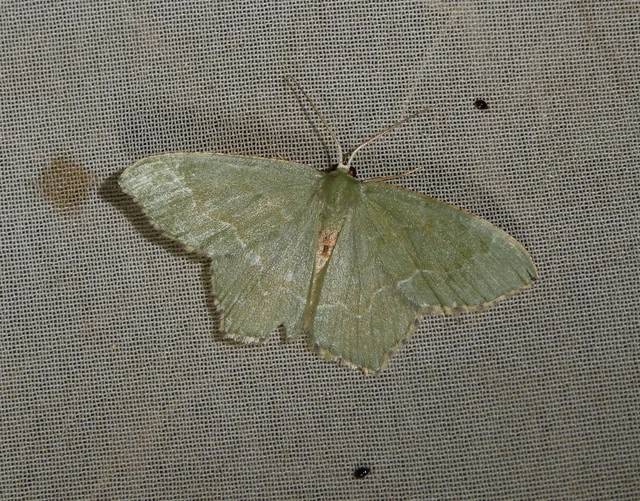 Hemithea aestivaria - nyír-zöldaraszoló