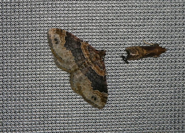 Xanthorhoe ferrugata - kerti tarkaaraszoló