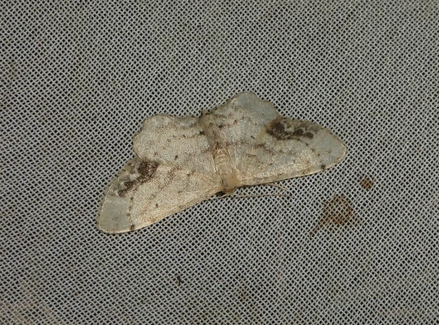 Idaea dimidiata - gyakori apróaraszoló
