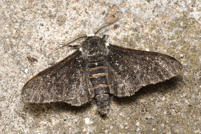 Biston betularia - szürkepettyes araszoló