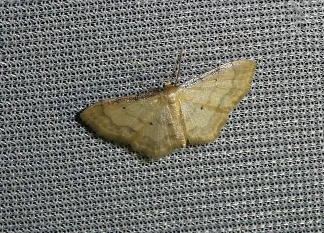 Idaea politaria - vonalas apróaraszoló