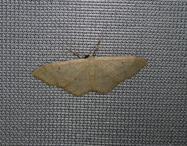Idaea straminata - szalmasárga sávosaraszoló