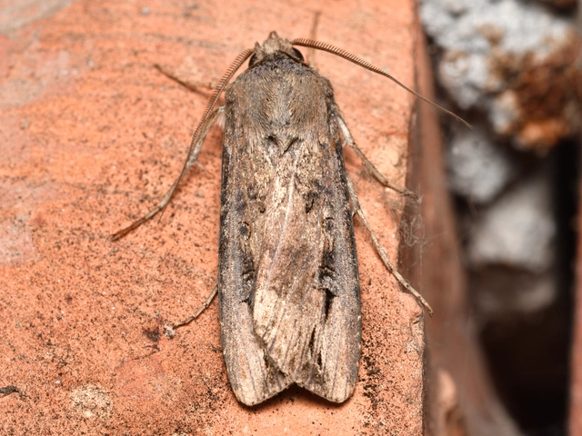 Agrotis ipsilon - nagy földibagoly
