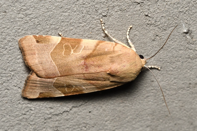 Noctua fimbriata - szélessávú sárgafűbagoly
