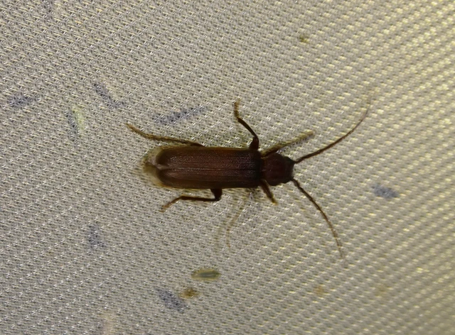 Arhopalus rusticus - gödrösnyakú cincér