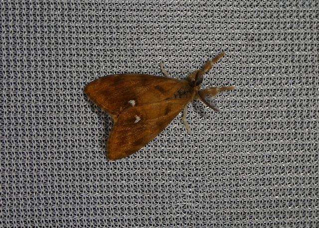 Orgyia antiqua - rozsdabarna kisszövő