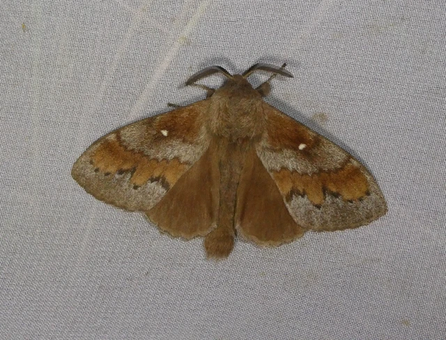 Dendrolimus pini - fenyőpohók