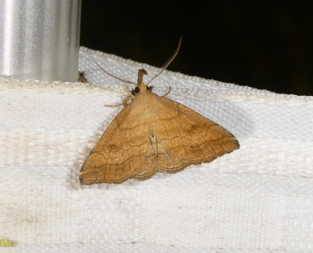 Polypogon gryphalis - láperdei karcsúbagoly