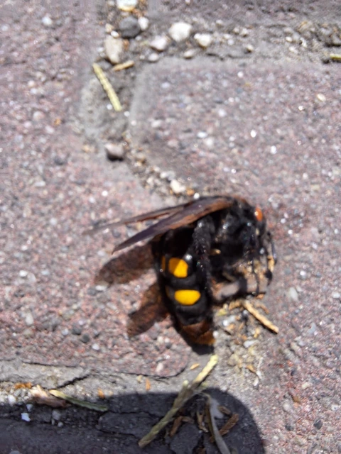 Megascolia maculata - óriás-tőrösdarázs