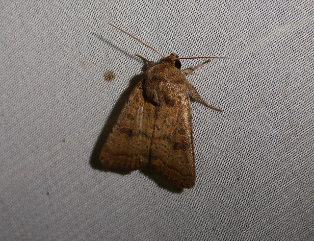 Hoplodrina octogenaria - barna selymesbagoly