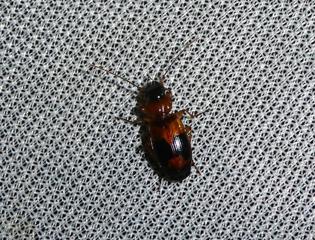 Badister unipustulatus - nagy posványfutonc