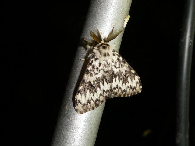 Lymantria monacha - apácalepke