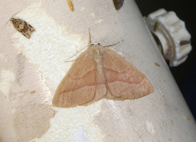 Hylaea fasciaria - erdeifenyő-sávosaraszoló