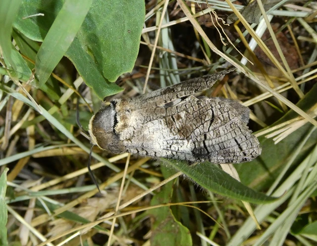 Cossus cossus - fűzfarontólepke