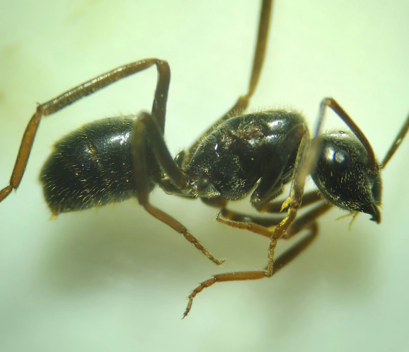 Lasius fuliginosus - kartonépítő fahangya