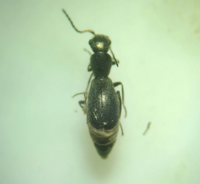 Charopus concolor - egyszínű bibircsesbogár