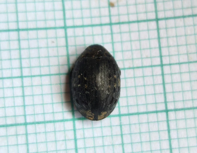 Byrrhus pilula - közönséges labdacsbogár