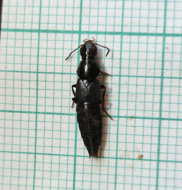 Quedius lateralis - sárgaszegélyes mohaholyva