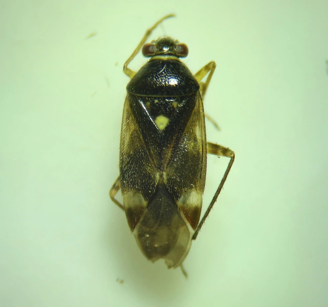 Orthops
