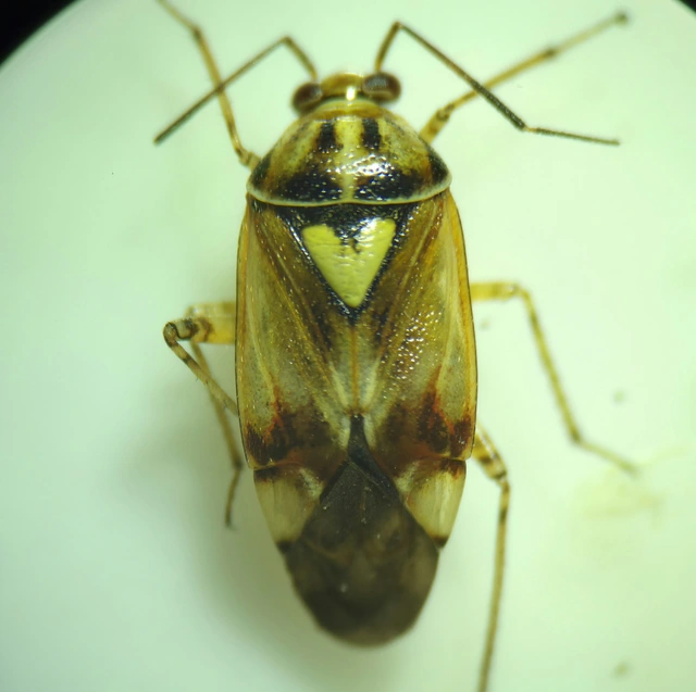 Lygus pratensis - változó mezeipoloska