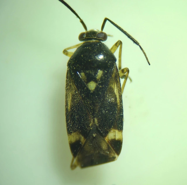 Orthops