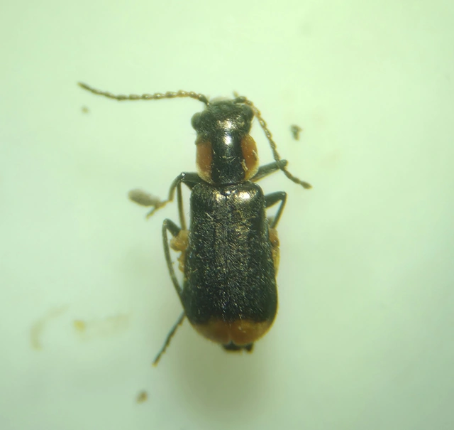 Axinotarsus marginalis - feketefüggős bibircsesbogár