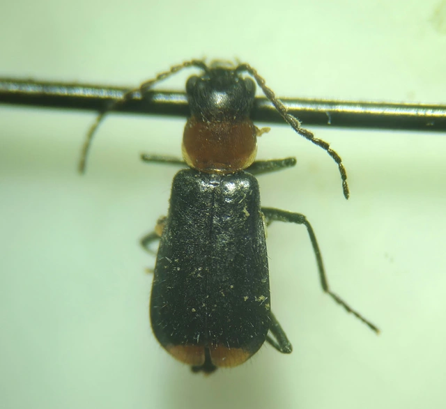 Axinotarsus ruficollis - vöröstorú bibircsesbogár