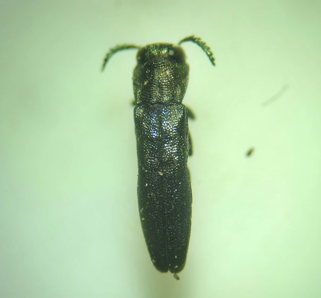 Agrilus laticornis - szélescsápú karcsúdíszbogár