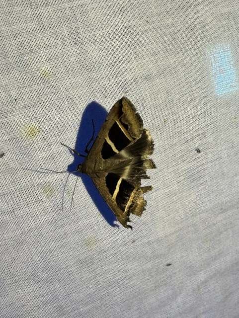 Grammodes bifasciata - kétsávos övesbagoly