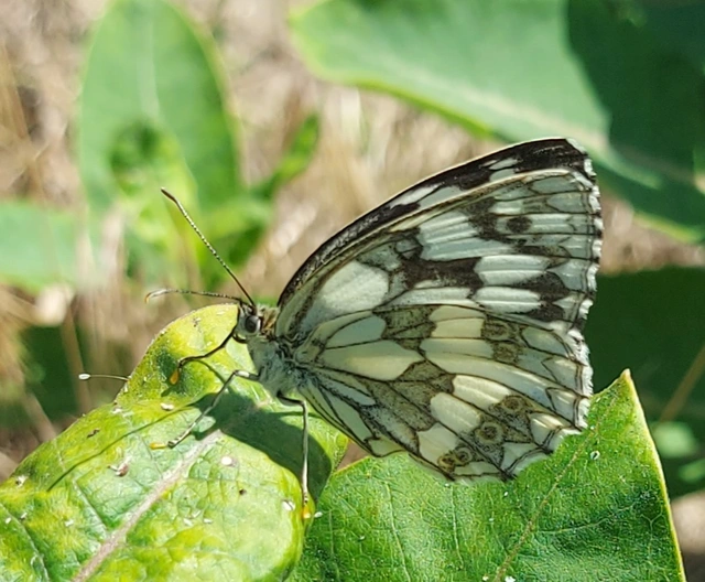 Melanargia galathea - sakktáblalepke