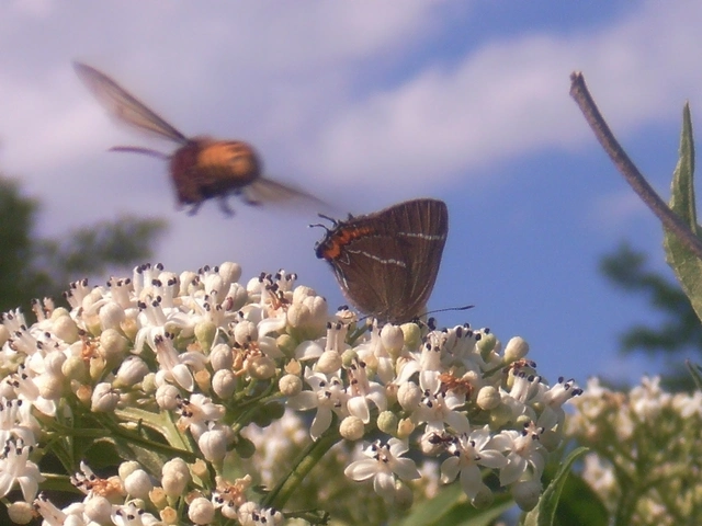 Satyrium w-album - szilfa-csücsköslepke