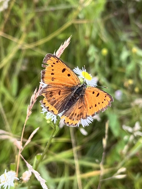Lycaena dispar rutilus - nagy tűzlepke
