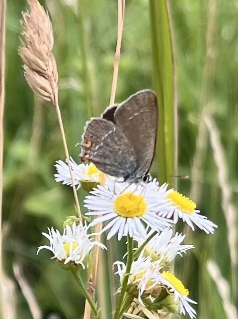 Satyrium acaciae - akác-csücsköslepke