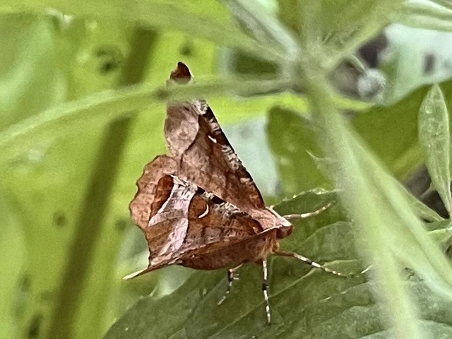 Selenia tetralunaria - négyfoltos holdasaraszoló