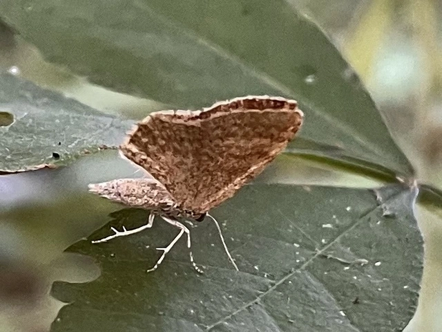 Euchoeca nebulata - barnás égeraraszoló