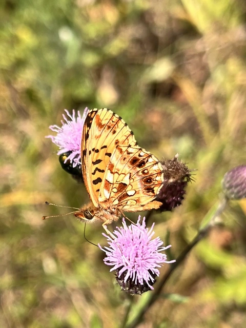 Boloria dia - kis gyöngyházlepke