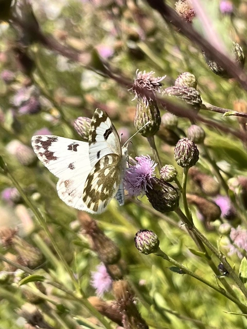 Pontia edusa - rezedalepke