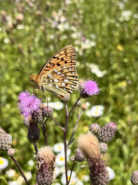 Argynnis aglaja - kerekfoltú gyöngyházlepke Argynnis aglaja - kerekfoltú gyöngyházlepke