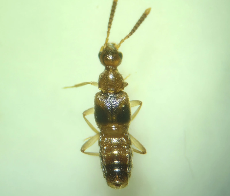 Bolitochara pulchra - ékes tarkaholyva